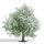 Busch 3651 Apfelbaum 75mm, blühend  H0 Spur