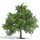 Busch 3661 Obstbaum/kleine Eiche 95mm, Frühling  H0 Spur