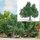 Busch 3662 Obstbaum 95mm, Sommer H0 Spur
