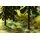 Noch 60772 Vegetations-Startset Im Wald
