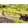 Noch 60773 Vegetations-Startset Am Wegesrand