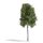 Busch 3782 Birke 170 mm, Sommer  Spur H0