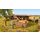 Noch 14384 Mittelalterstand   Spur H0