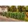 Noch 21547 Thuja-Hecke  Spur H0, TT, N
