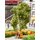 Noch 21642 Baum mit Ruhebank Spur H0
