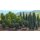 Busch 6491 Mischwald (50 Stck) H0 Spur