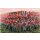 ITALERI 510006095 1:72 Napol.Kriege - Brit.Infanterie 1815
