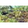 ITALERI 510006096 1:72 WWII dt. Panzerabwehrkanone Pak 40
